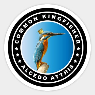 Slim Common Kingfisher (Alcedo Atthis) Bird Sticker